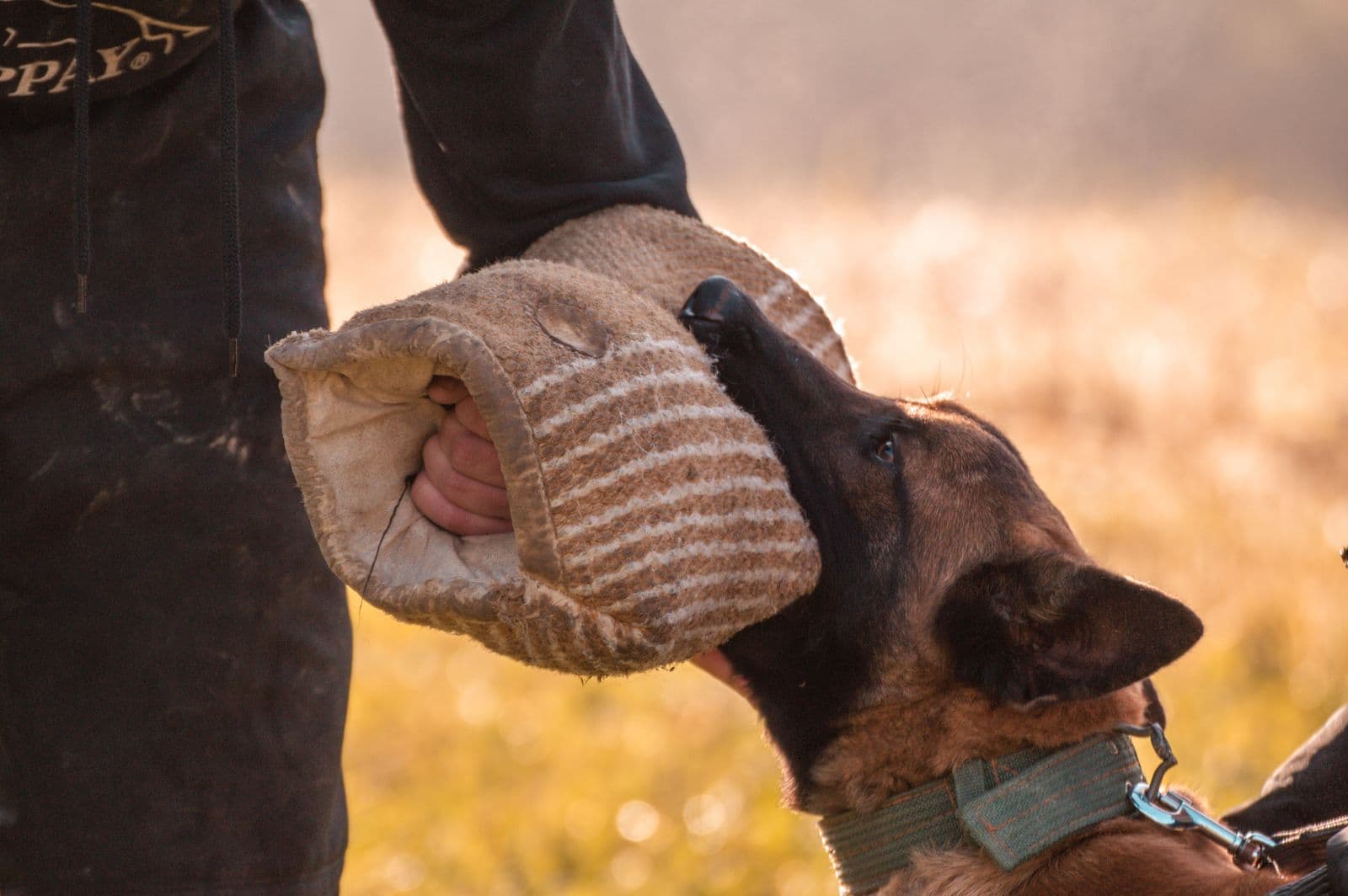 Belgian Malinois in protection training with handler