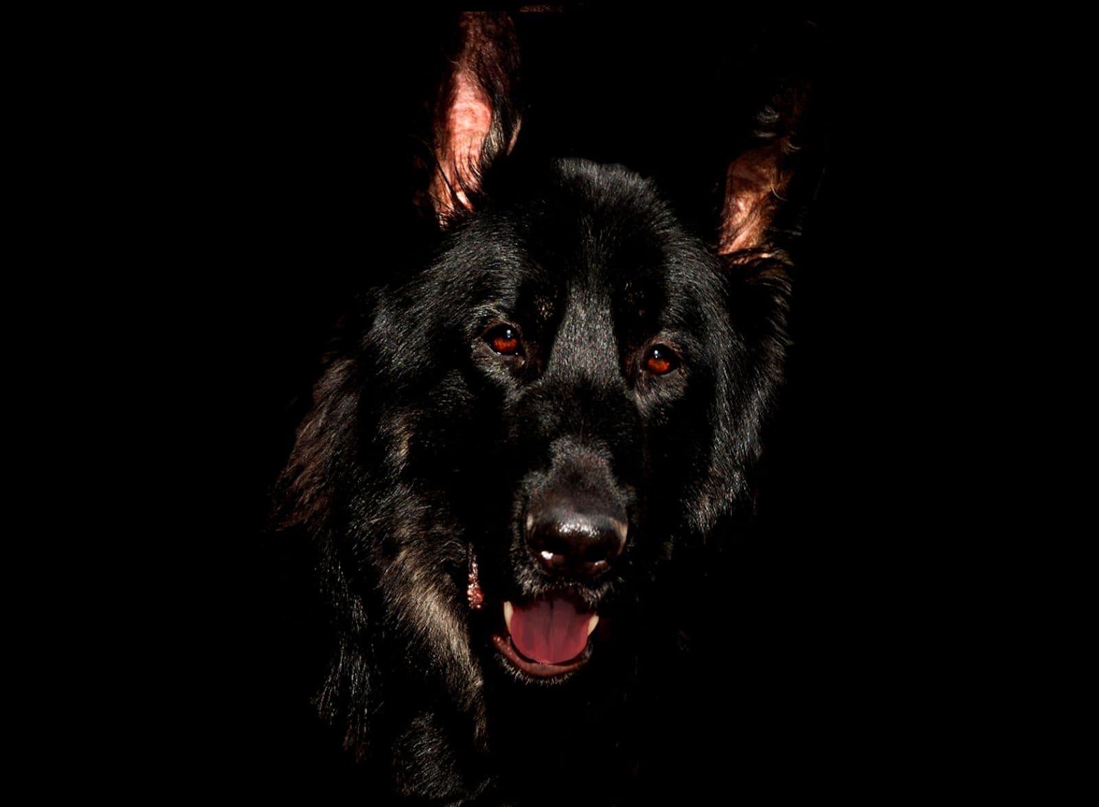 Dramatic portrait of a working dog