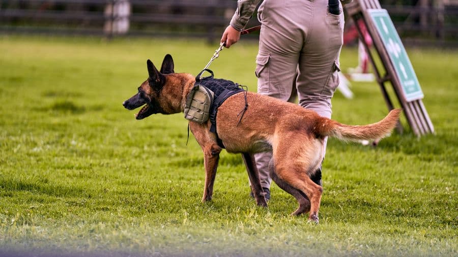 Security and patrol dog training with handler