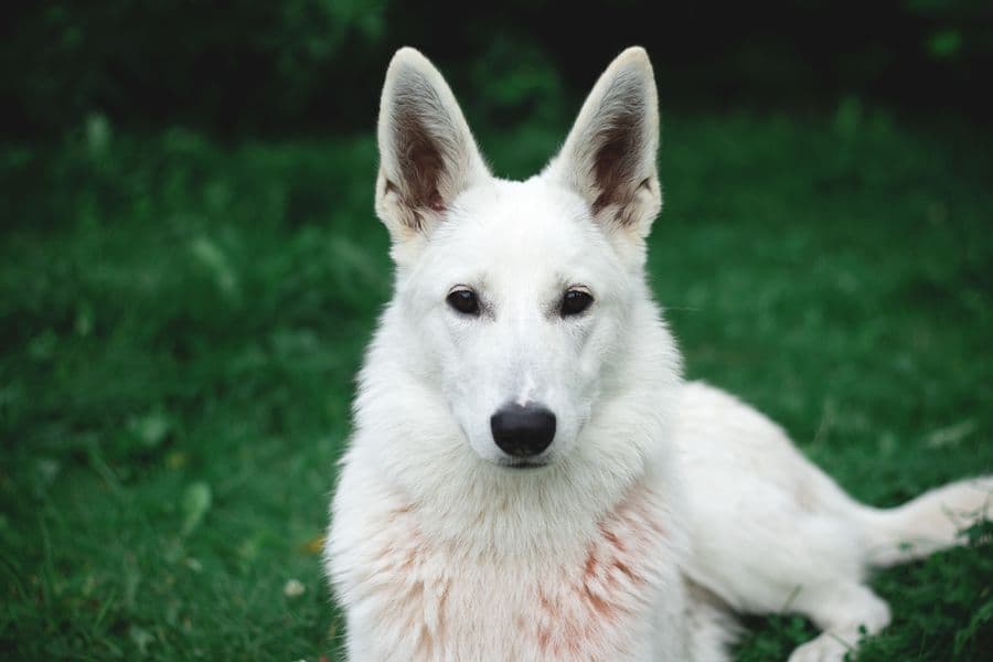 Show dog with elegant structure