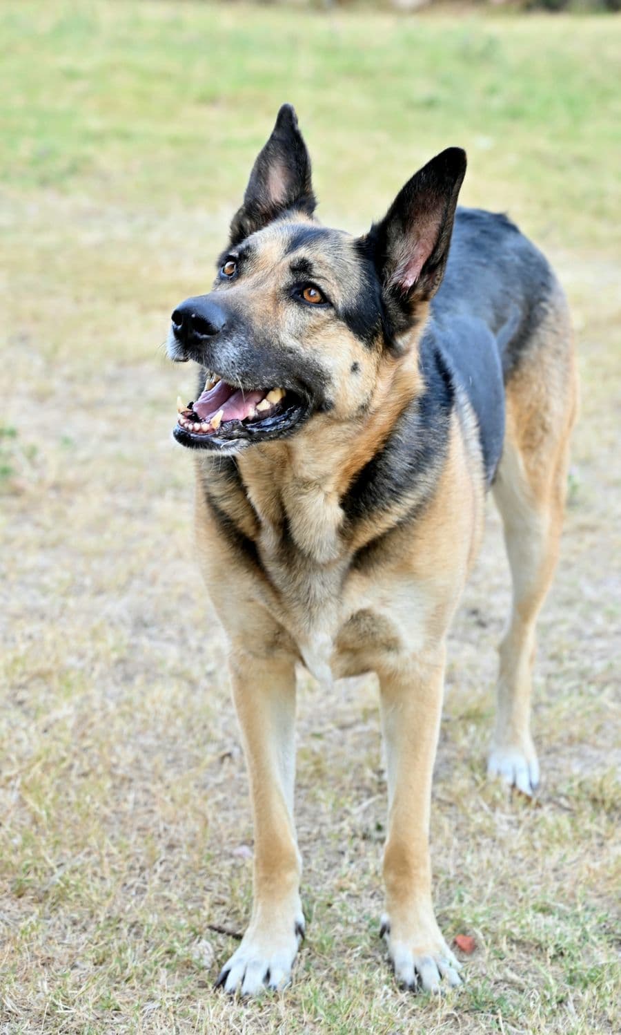 Working Line German Shepherd portrait