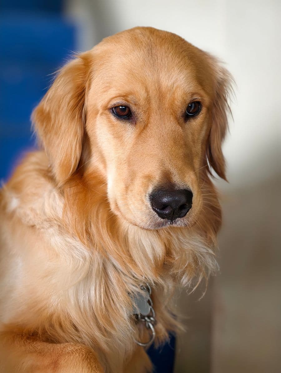 Working Line Golden Retriever portrait